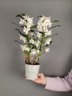 Орхидея "Дендробиум"