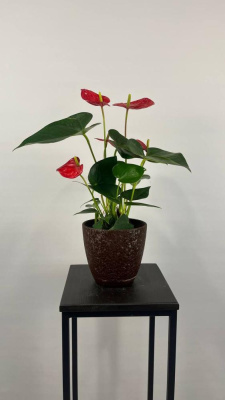 Антуриум красный