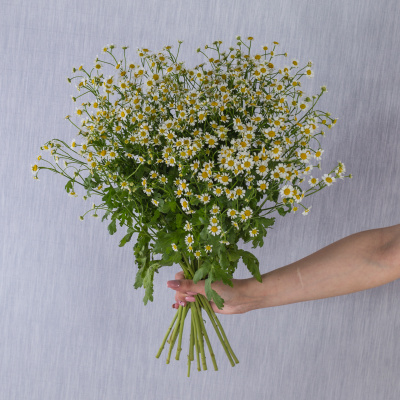 Букет "Счастливая семья" с ромашками танацетум 50581