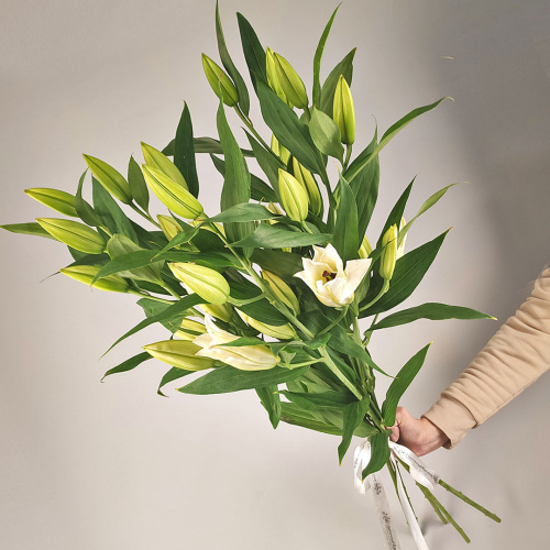 Букет из 5 белых лилий без упаковки №51494Дв