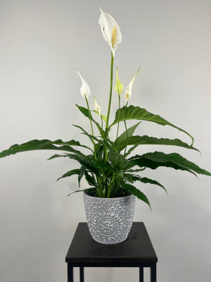 Спатифиллум