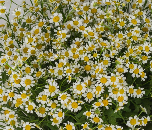 Букет "Счастливая семья" с ромашками танацетум 50581