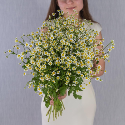 Букет "Счастливая семья" с ромашками танацетум 50581