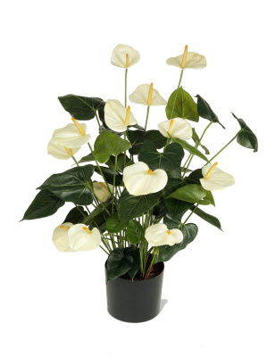 Антуриум белый.