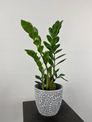 Замиакулькас