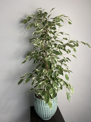 Фикус "Бенджамина"